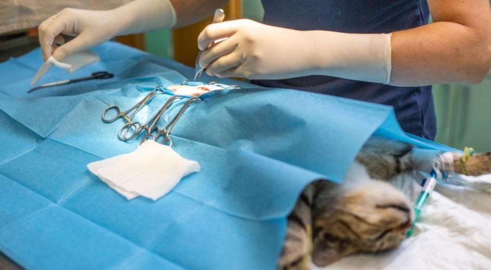 عملية تعقيم القطط