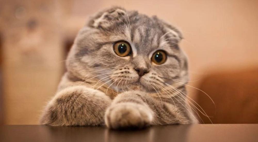 قطط سكوتش فولد