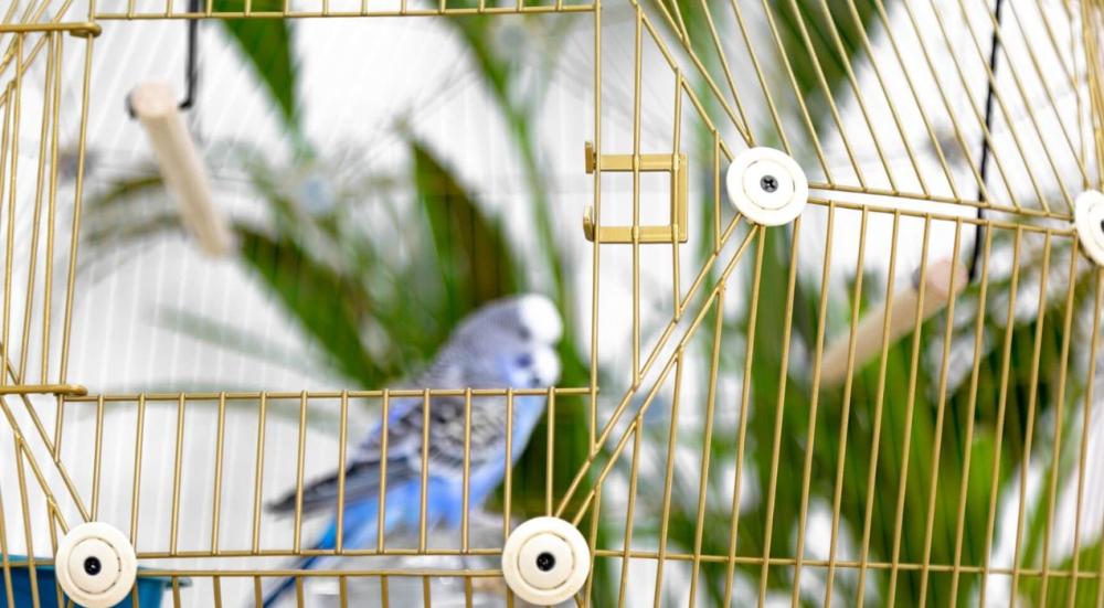 اقفاص طيور منزلية