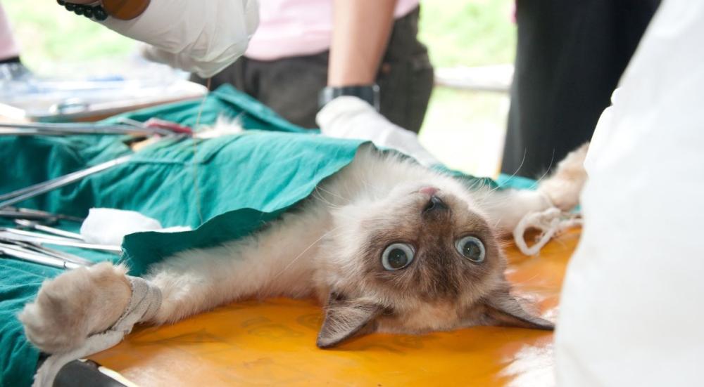 عملية تعقيم القطط الاناث