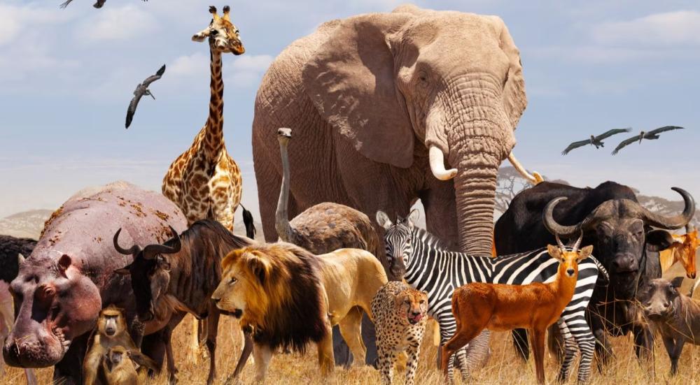 معلومات عن الحيوانات