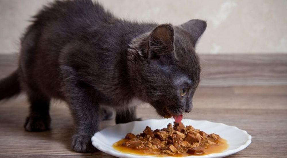 طعام رطب للقطط