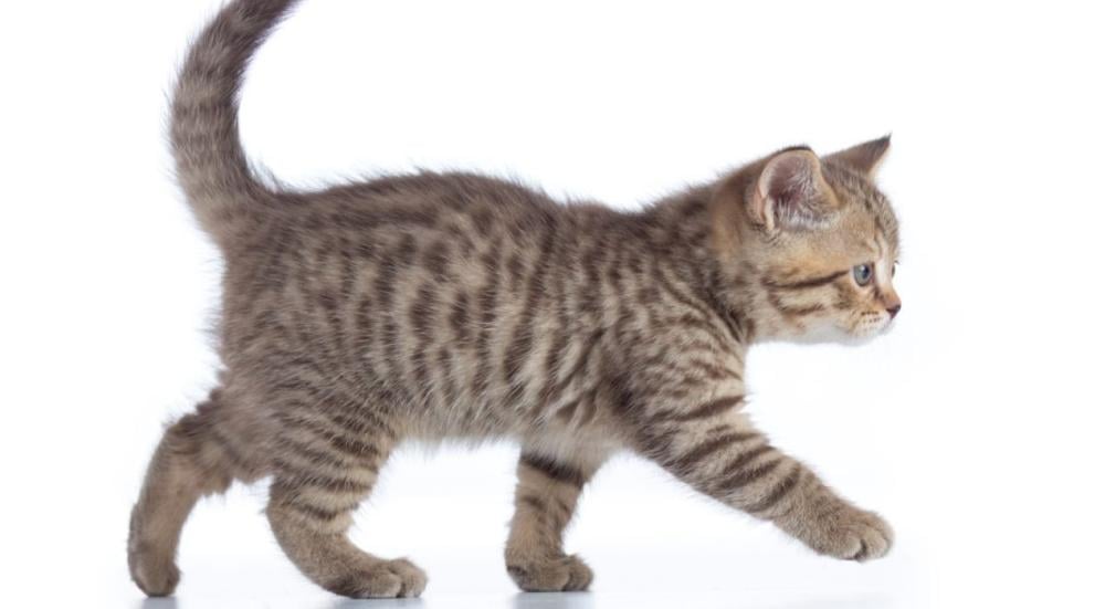 حركات القطط ومعانيها