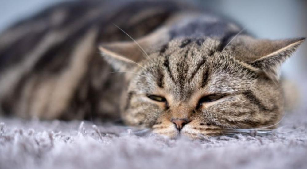 اعراض تسمم القطط