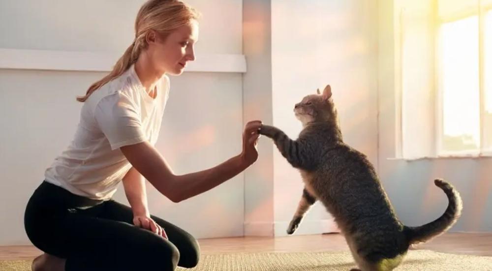 كيف تجعل القط يأتي اليك