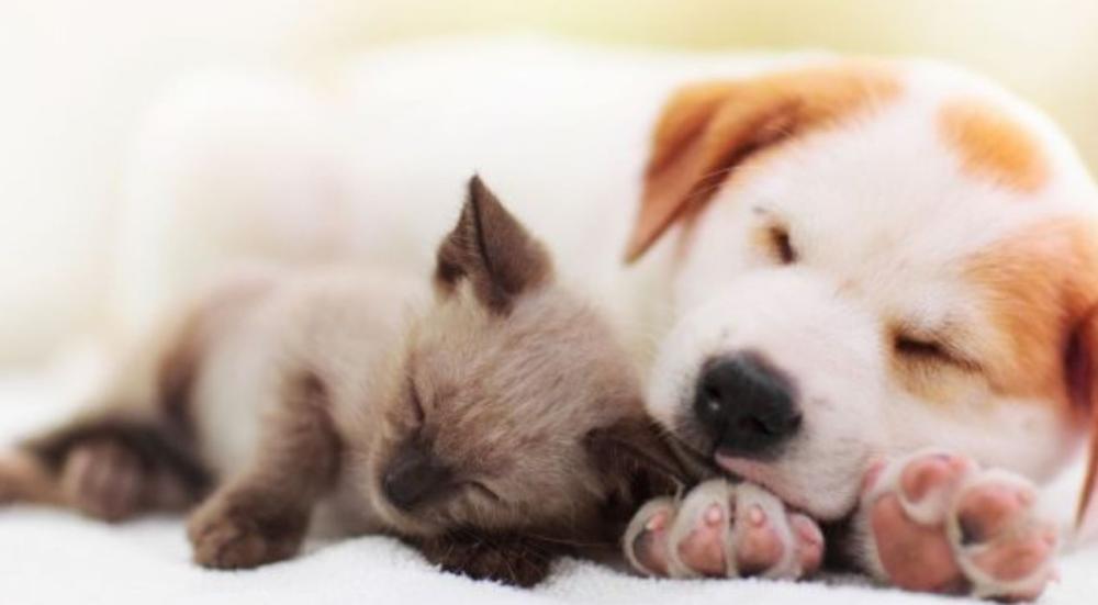 Parvovirus-in-cats-and-dogs