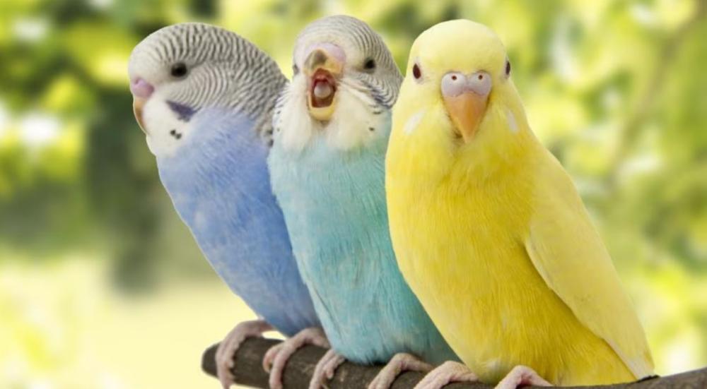 أنواع الببغاء الصغير