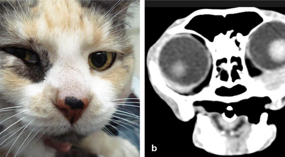الكشف على الفطريات في القطط بالاشعة