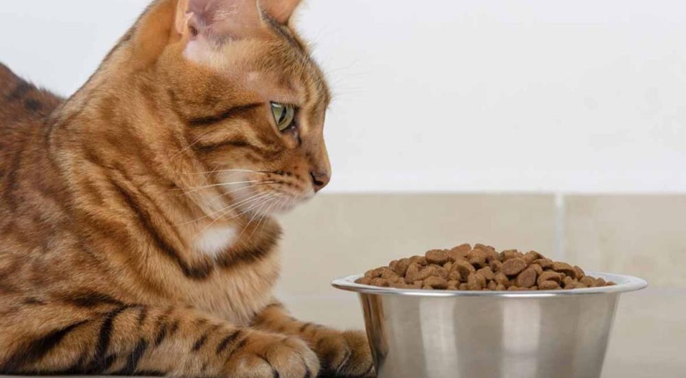 القطط لا تميز الاكل