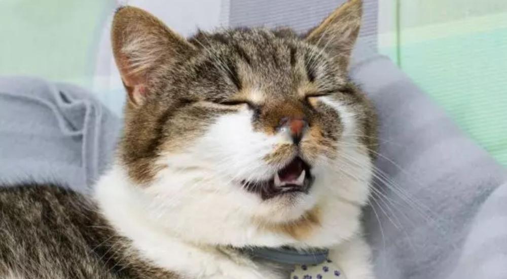 سبب عطس القطط