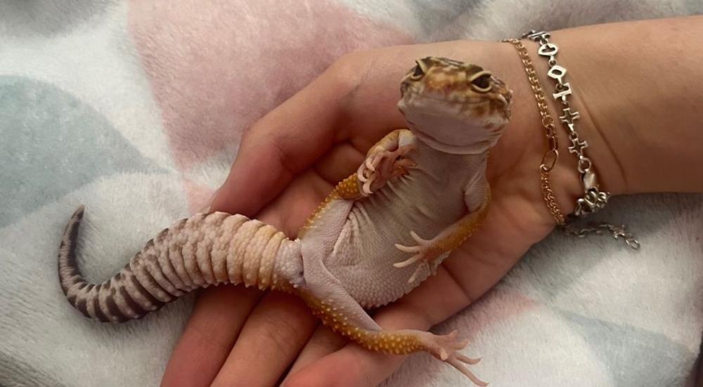 انواع الزواحف​ الأليفة