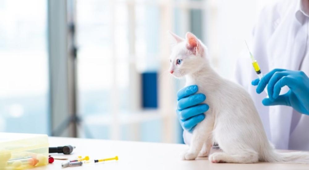 جدول تطعيمات القطط