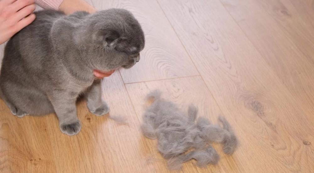 سبب تساقط شعر القطط