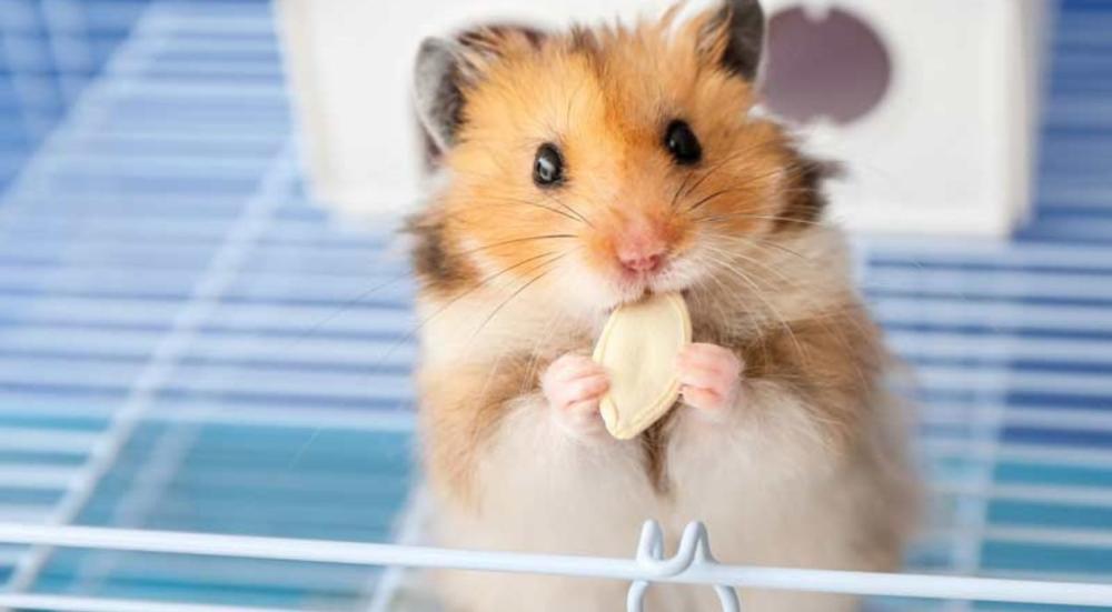 كم سعر الهامستر