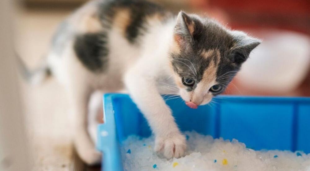 متى تبدا القطط بالتبرز