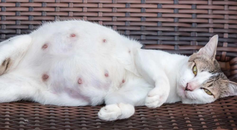 مدة حمل القطط