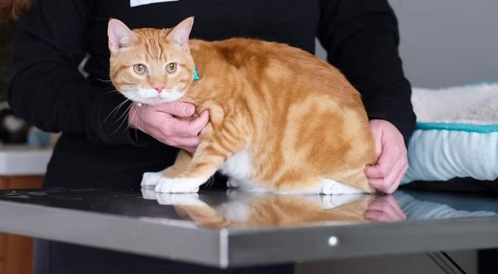 الدودة الشريطية في البراز