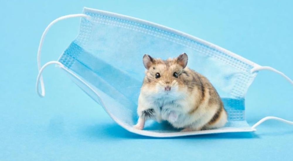 أمراض الهامستر الشائعة