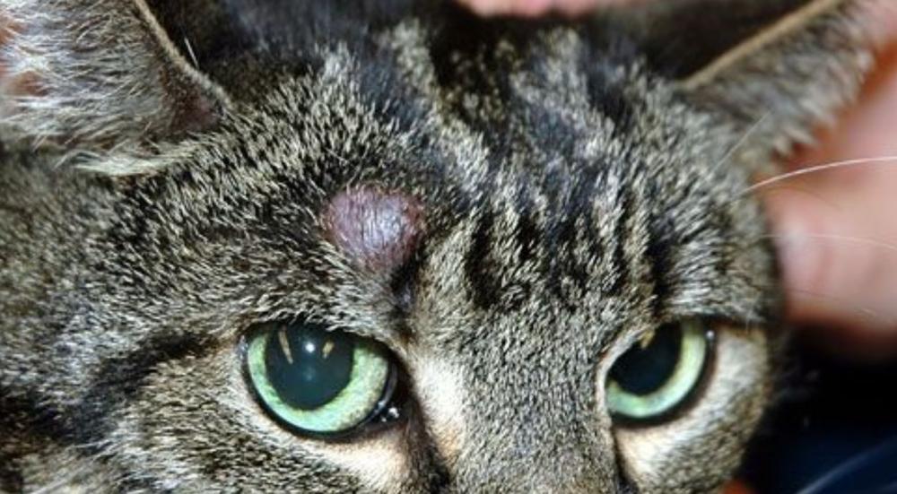 انواع الفطريات في القطط