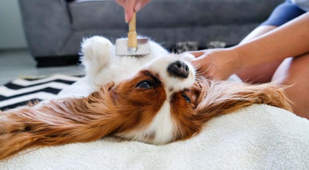 العناية بالحيوانات الأليفة