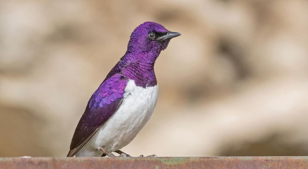 انواع الطيور