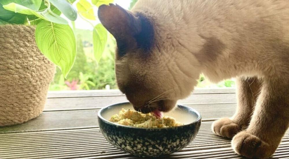 ماذا تأكل القطط الشيرازي من طعام البيت