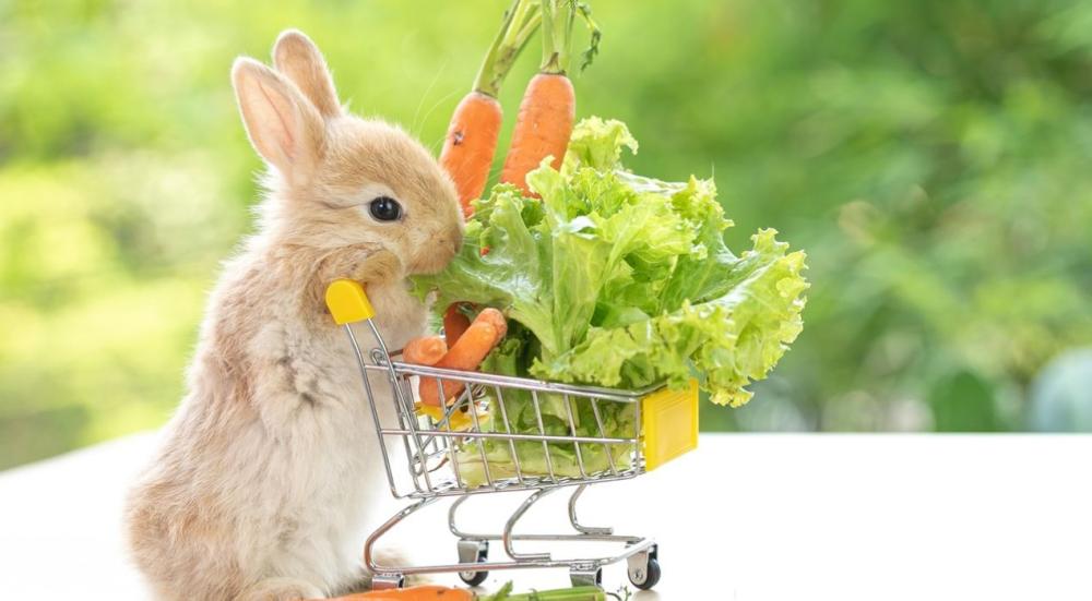 طعام للارانب