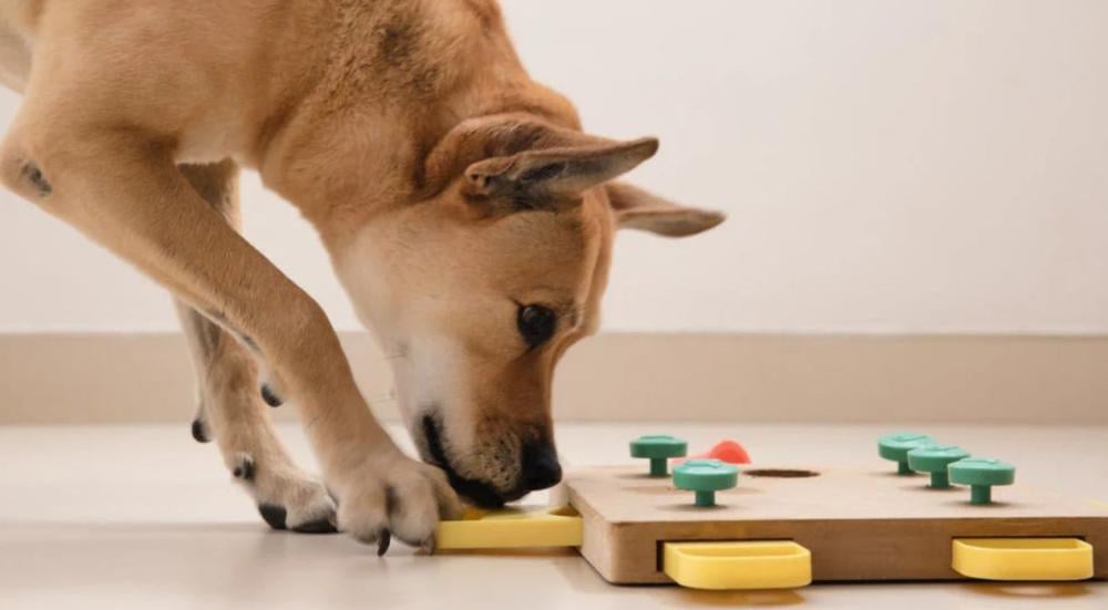 العاب الكلاب