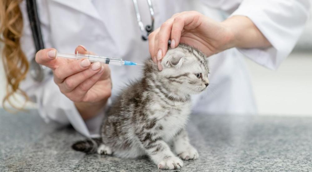 اسعار تطعيمات القطط