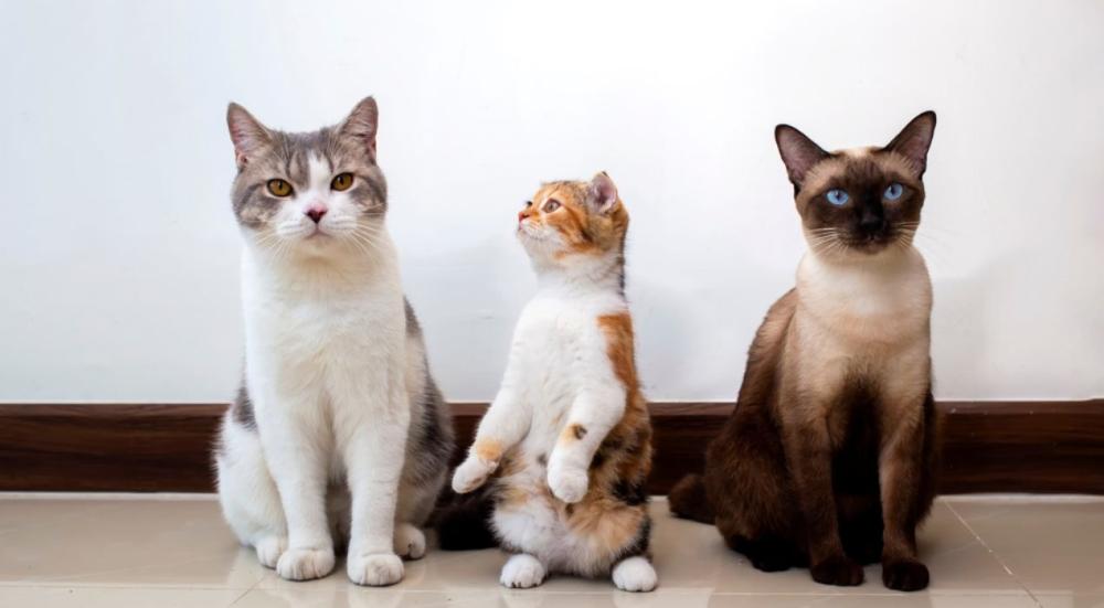 كيف اعرف عمر القط