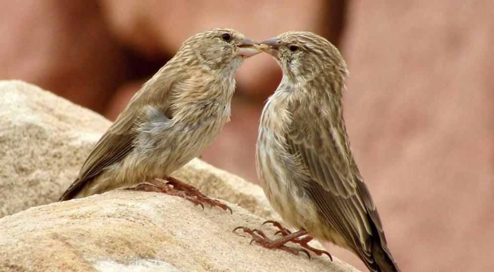 انواع الطيور في السعودية