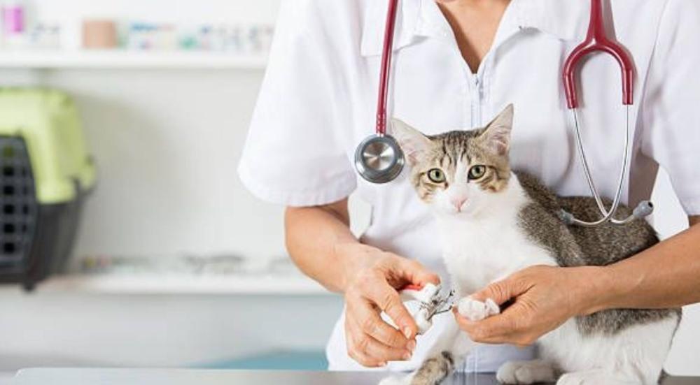 عيادة قطط