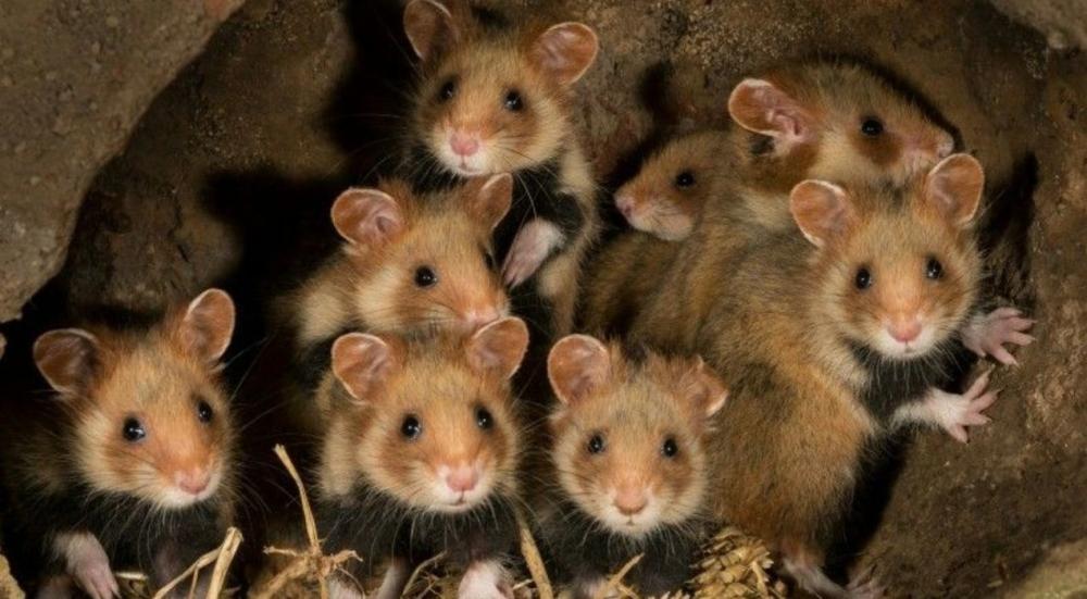 الهامستر من اي فصيله؟