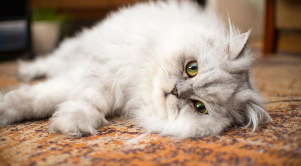 مدة حمل القطط الشيرازي