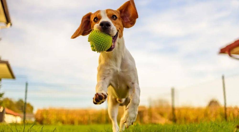 العاب كلاب للاطفال