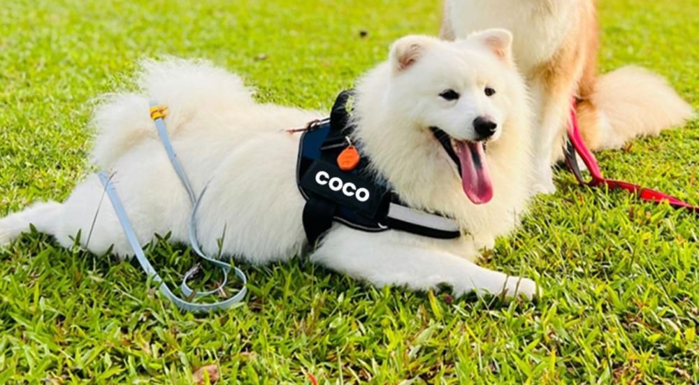 اسماء كلاب ذكور مميزة