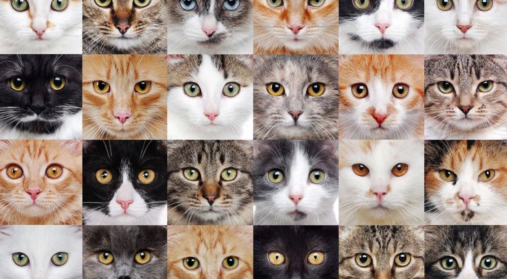 انواع القطط واشكالها