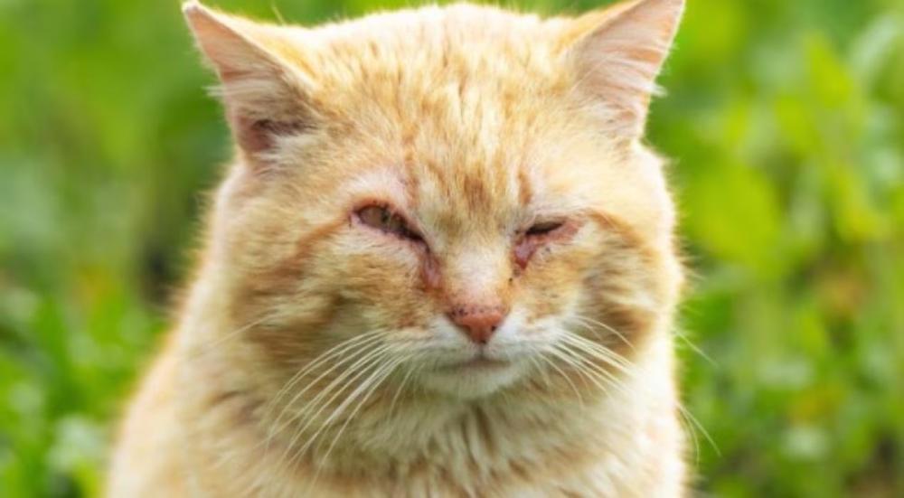 التهاب عيون القطط