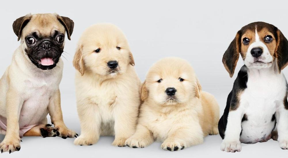 عمر الكلاب وكيفية حسابه