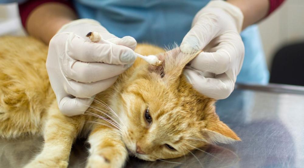 كيف تتعامل مع عث القطط