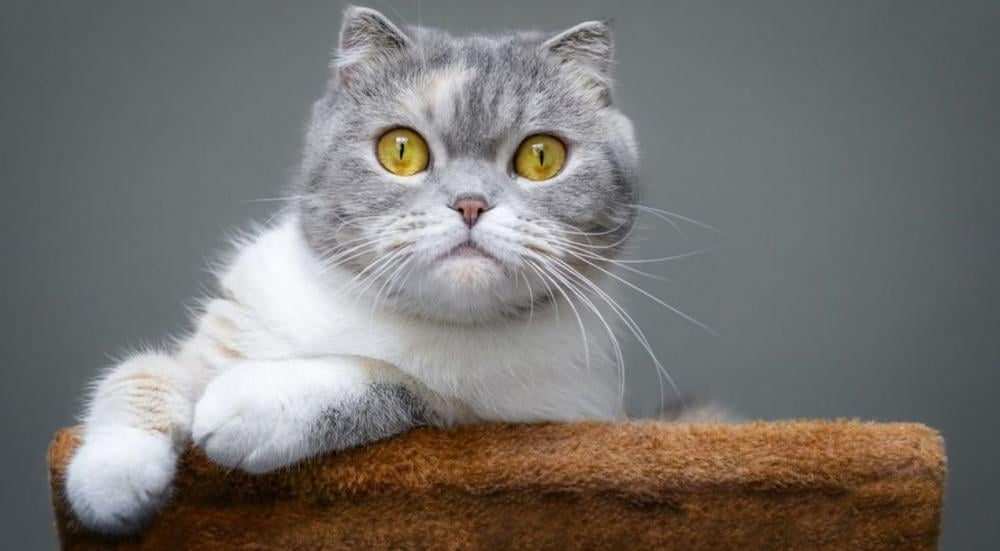 Types-of-domestic-cats