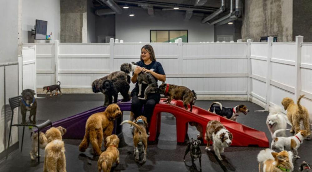 فندق الكلاب