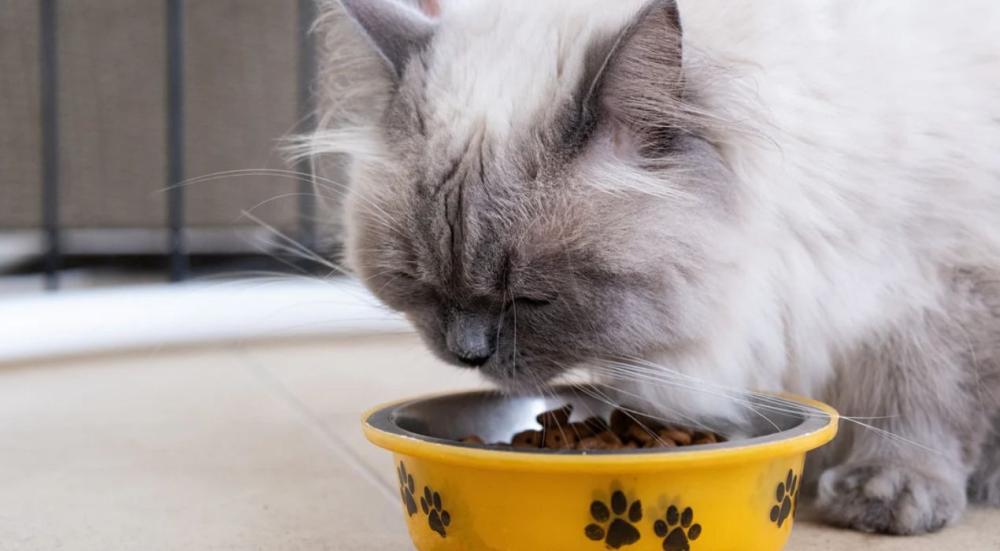 اكل قطط شيرازي صغيرة