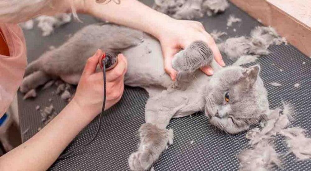 حلاقة القطط في المنزل