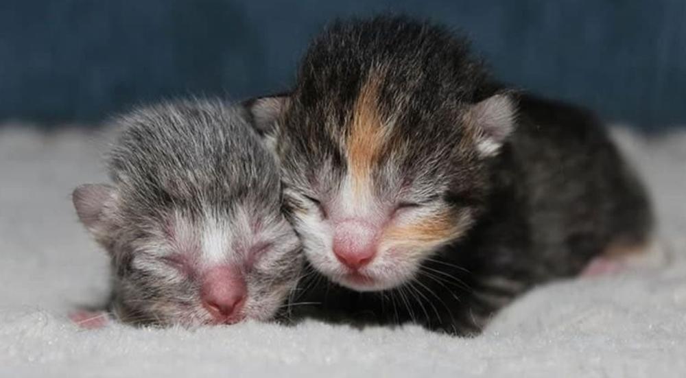 طعام قطط حديثة الولادة