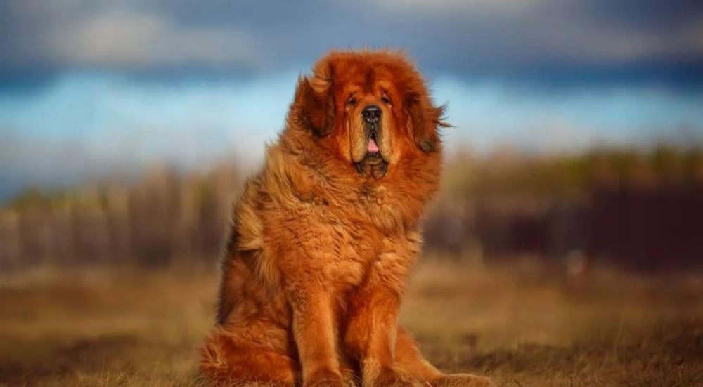 اغلى انواع الكلاب في العالم