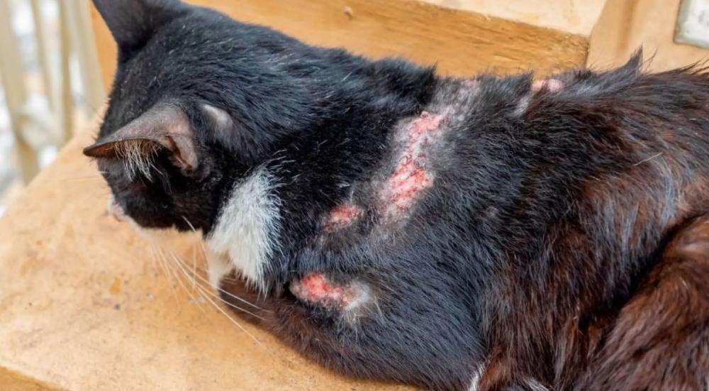 اعراض فطريات القطط