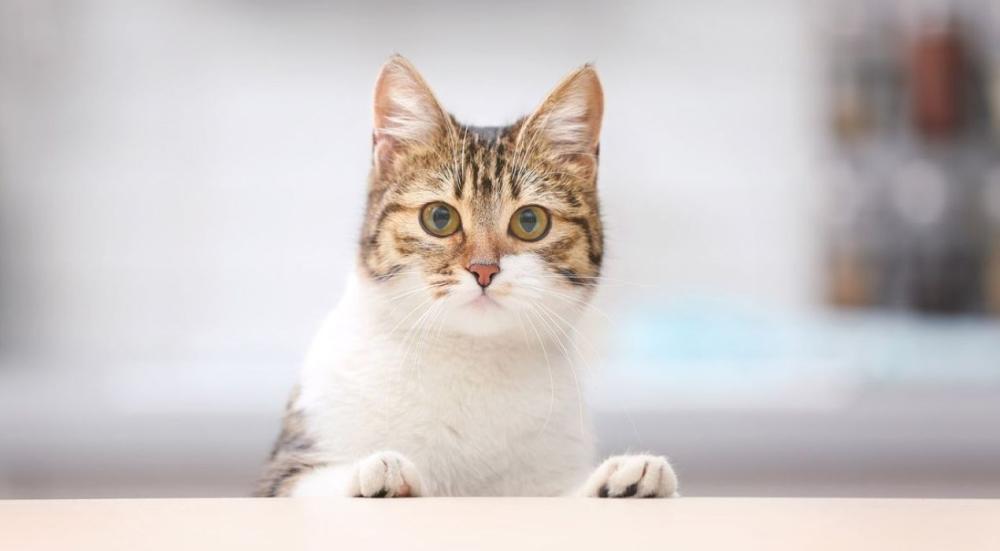 Symptoms-of-cat-plague