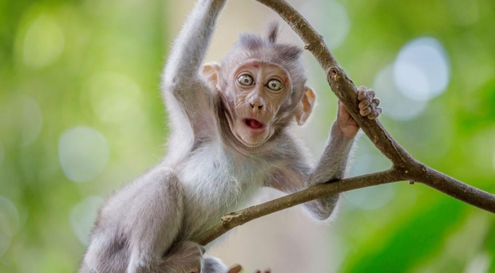 معلومات غريبة عن الحيوانات