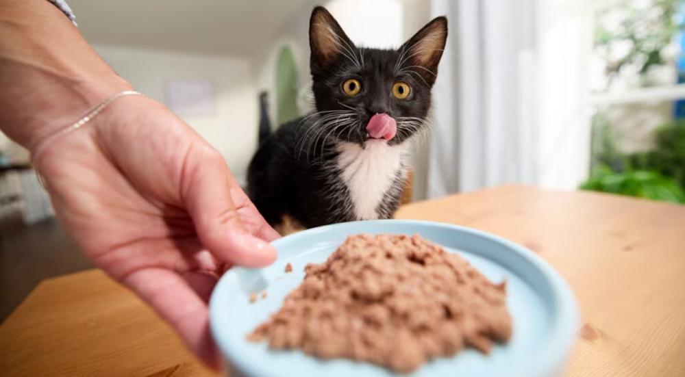 انواع اكل القطط عمر شهرين